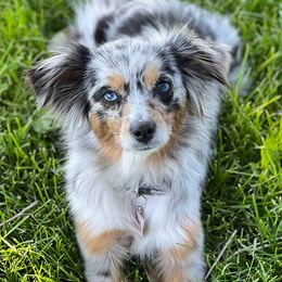 Jolene - Toy Australian Shepherd
