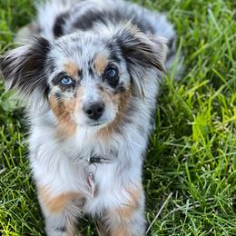 Jolene - Toy Australian Shepherd