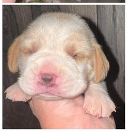 Apple Jack - Red and white male Beagle puppy in Viper, Kentucky from Mountain Top