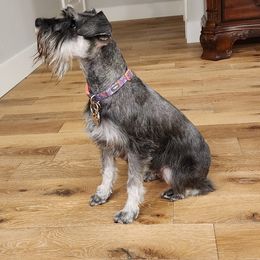 Miniature Schnauzers from Mini Schnauzers 4U