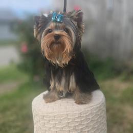 Geo - Black and tan male Yorkshire Terrier puppy in Nitro, West Virginia from Nitro Elite Babydoll Yorkies