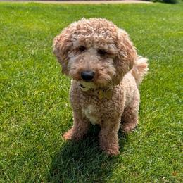 Penny - Goldendoodle