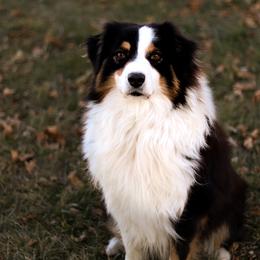 Australian Shepherds from Diamond M Aussies