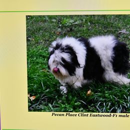 Aussiedoodle Puppies from Pecan Place Aussiedoodles