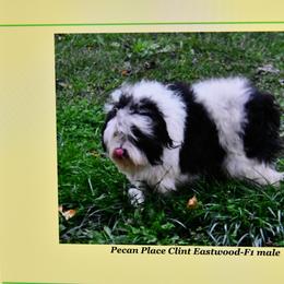 Aussiedoodle Puppies from Pecan Place Aussiedoodles