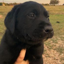 Blue Collar Male - Black male Labrador Retriever puppy in Salado, Texas from Wild Games Labradors