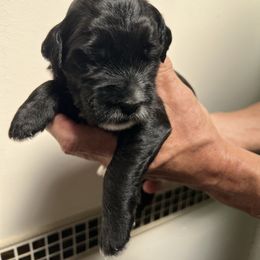 Tux - Black male Whoodle puppy in Concord, North Carolina from RockyRiverDoodles