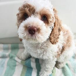 Marshall - Red and white male Cockapoo puppy in Egg Harbor City, New Jersey from Grace Given Cockapoos (GGC)