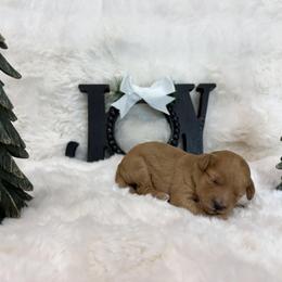 LJ - Apricot female Goldendoodle puppy in Pleasant Grove, Utah from Goldendoodles of Utah County