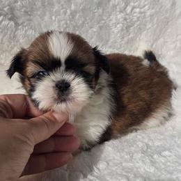 Tiny Tara - Tricolor female Shih Tzu puppy in Waynesboro, Pennsylvania from Big Win Shih Tzus