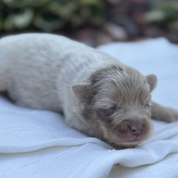 Carter - Merle male Pomsky puppy in Oak Forest, Illinois from Illinois Poms