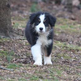 Australian Shepherd Puppies from RxAussies