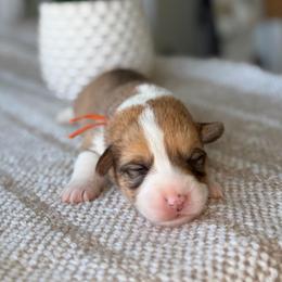 Mochi - Sable female Pembroke Welsh Corgi puppy in Moreno Valley, California from House of Paws & Co.