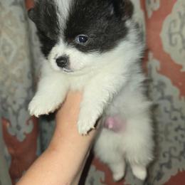 Boy 1 - Black parti male Pomeranian puppy in Meherrin, Virginia from Traveling Poms