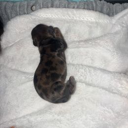 Visa - Dapple female Dachshund puppy in Madisonville, Tennessee from L&A Dachshunds