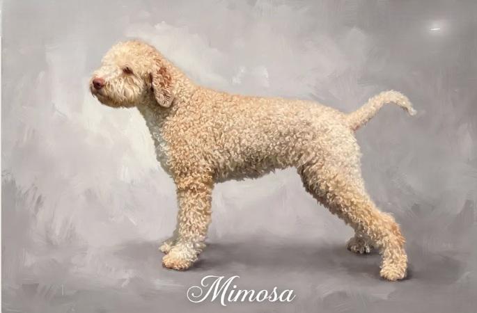 Mimosa