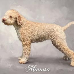 Mimosa - Lagotto Romagnolo