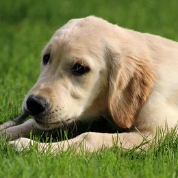 Golden Retrievers from Gentry’s Pride Golden Retrievers