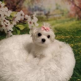 Teacup Star - White female Maltese puppy in North Myrtle Beach, South Carolina from Perfect Puppies