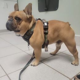 French Bulldog Puppies from Jessicah's Frenchies Michigan's French Bulldog Breeder