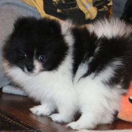 Jess - Black parti female Pomeranian puppy in Danielsville, Georgia from PassionatePomPoms