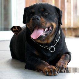 Third pick female - Black and mahogany female Rottweiler puppy in Antioch, California from Black Diamond Excellence rottweiler kennel