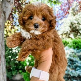 Harvey - Red male Cavapoo puppy in Pleasant Grove, Utah from Destination Doodles