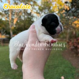 Chocolate - White and brindle female French Bulldog puppy in Loxahatchee, Florida from Blue Wonder Frenchies