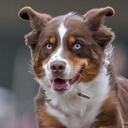 Australian Shepherds and Shetland Sheepdogs from Highland Shelties & Aussies
