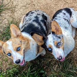American Corgis, Australian Cattle Dogs, Miniature Australian Shepherds, and Pembroke Welsh Corgis from BarHigh711