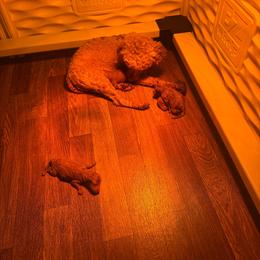 Yellow - Red  female Poodle puppy in Bessemer City, North Carolina from JJs Puppies of the Carolinas