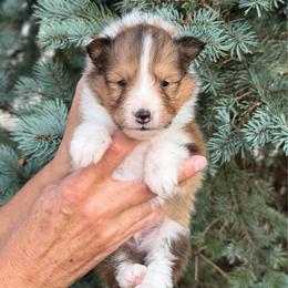 Boy 1 - White and sable male Shetland Sheepdog puppy in Trenton, Michigan from Leigh Hi Shelties