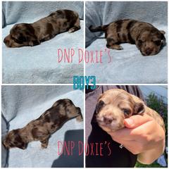 Boy3 - Dapple male Dachshund puppy in Rushsylvania, Ohio from DNP Doxies