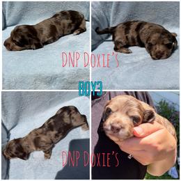 Boy3 - Dapple male Dachshund puppy in Rushsylvania, Ohio from DNP Doxies