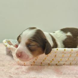 Beau - Piebald male Dachshund puppy in Lakeland, Florida from Elite Doxies Florida