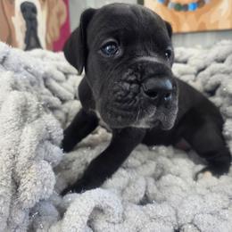 Lisa - Black female Great Dane puppy in Granby, Missouri from HCR Great Danes