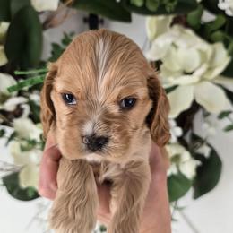 Elliot - Buff and white male Cocker Spaniel puppy in Platteville, Wisconsin from Elk Grove Cocker Spainels