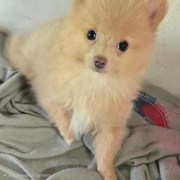 Sunny - Beaver male Pomeranian puppy in Pickton, Texas from Mandy's Precious Poms