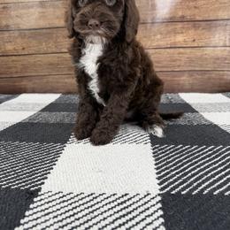 Tipton - Brown and white female Cockapoo puppy in Beresford, South Dakota from DAKOTA DOOD RANCH
