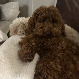 Goldendoodle and Maltipoo Puppies from Jessica's Maltipoo and Goldendoodle