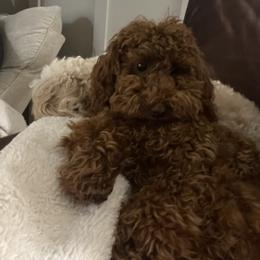Goldendoodle and Maltipoo Puppies from Jessica's Maltipoo and Goldendoodle