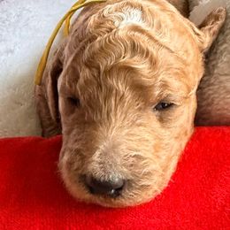 Angelica - yellow collar - Cream female Goldendoodle puppy in Puyallup, Washington from Dawnie’s Doodles