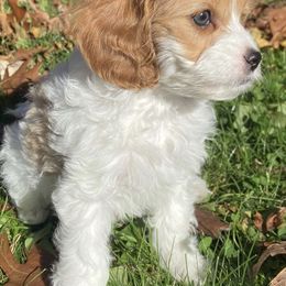 Cavapoos from Midwest Cavapoos