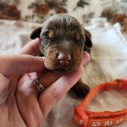Wesker - Red and rust male Doberman Pinscher puppy in Robinson, Pennsylvania from Makkr Ridge Dobermans LLC