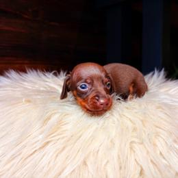 Lainey - Chocolate and tan female Dachshund puppy in Washburn, Tennessee from Clinch Mountain Dachshunds
