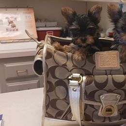 Yorkshire Terrier Puppies from The Yorkies and Us