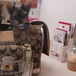 Yorkshire Terrier Puppies from The Yorkies and Us