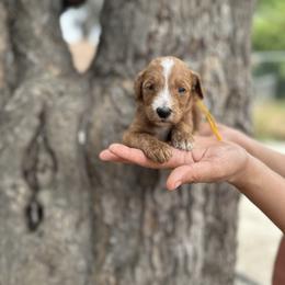 Yellow collar - Parti female Goldendoodle puppy in Bakersfield, California from Cisneros Goldendoodles