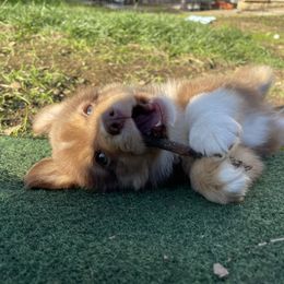 Miniature Australian Shepherd Puppies from Lavish Luxuries Mini and Toy Australian Shepherds