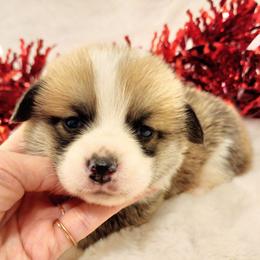 Nathan - Red male Pembroke Welsh Corgi puppy in Cleveland, Tennessee from Sunnyhill Corgis